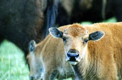 Bisonneau