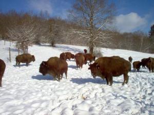 Février 2006: un temps rèvé pour des bisons