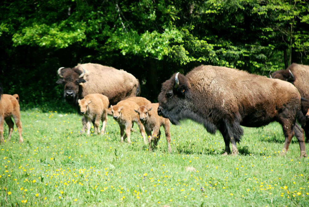 Jeunes bisons