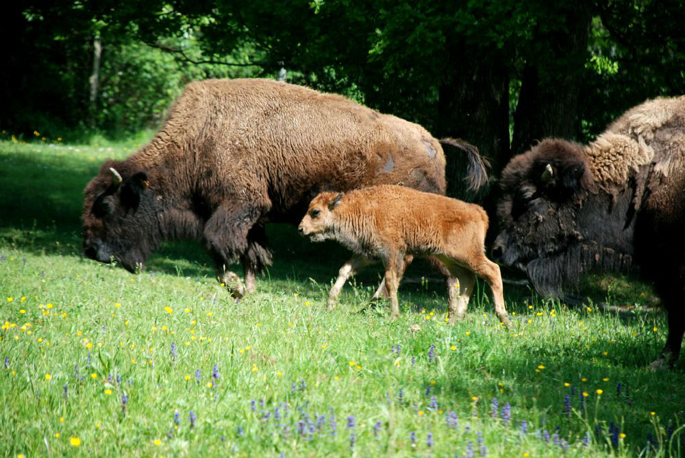 Petit bisonneau et sa mre