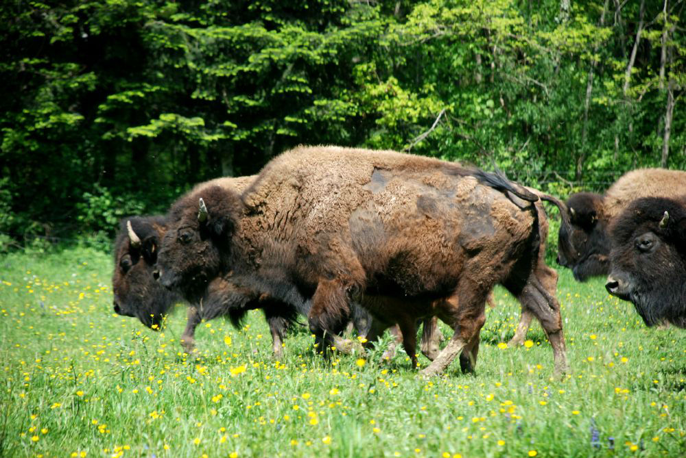 Nos bisons