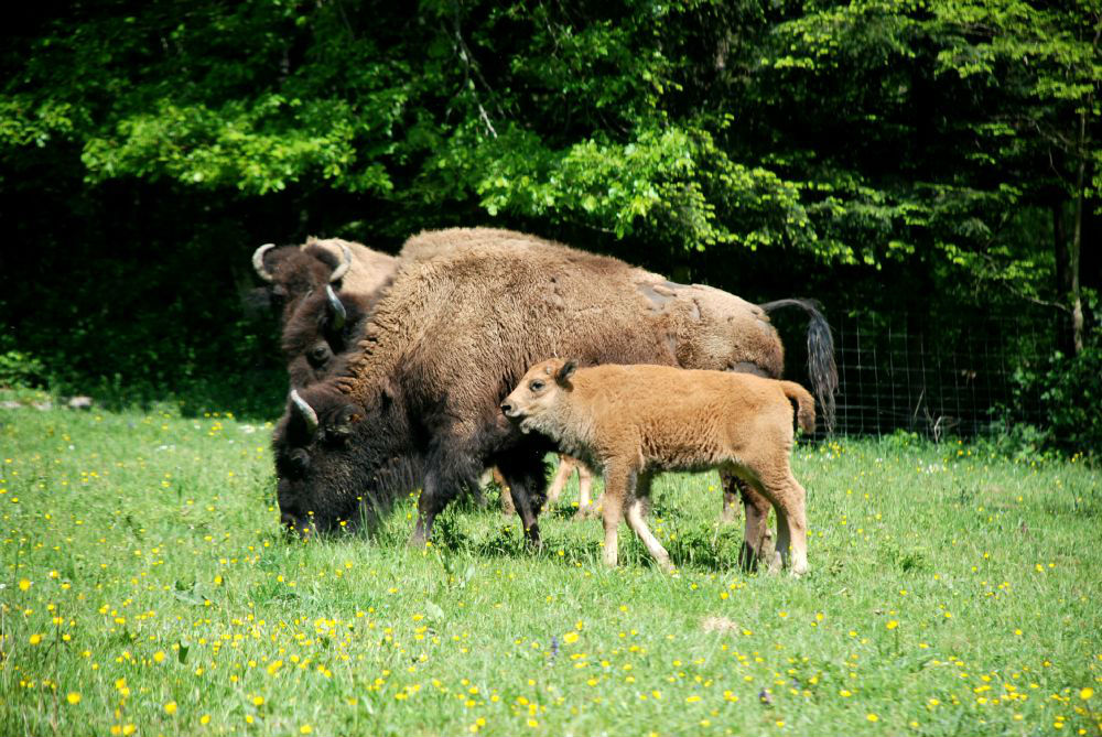 Petit bisonneau et sa mre