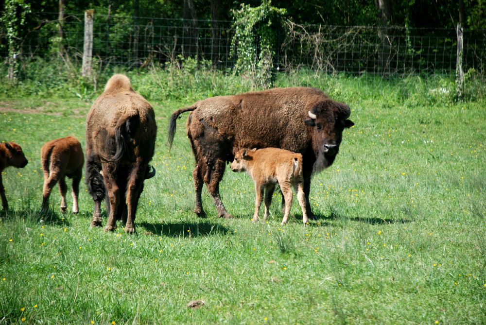 Jeunes bisons