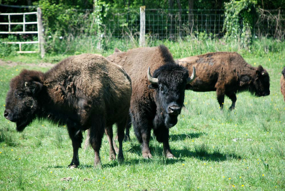 Nos bisons