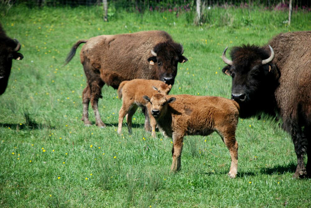 Jeunes bisons