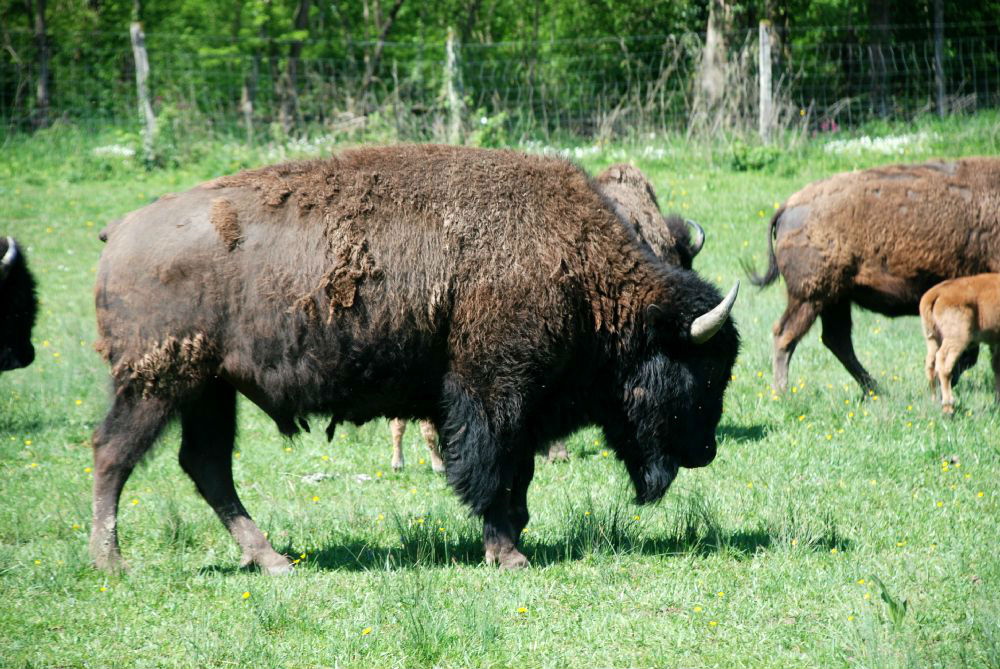 Nos bisons