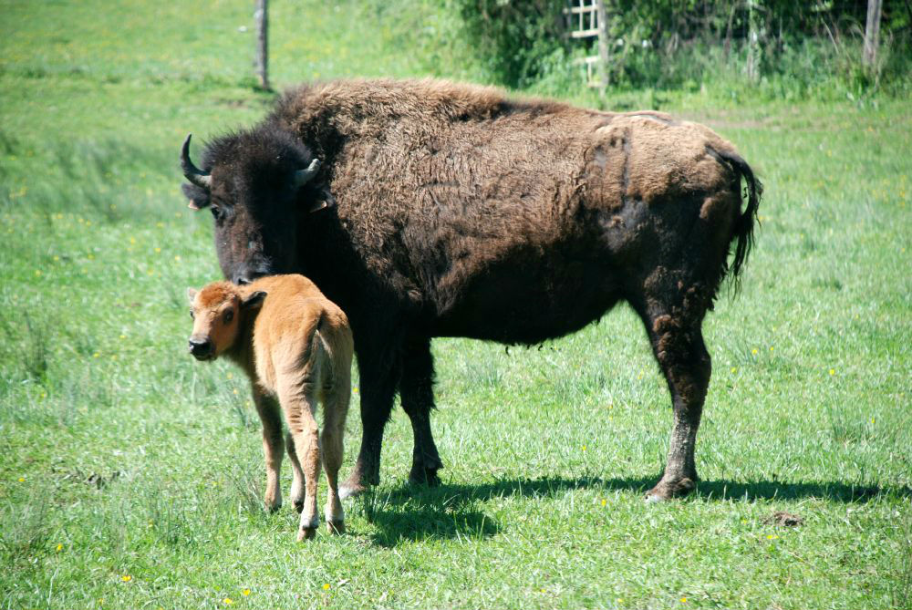 Petit bisonneau et sa mre