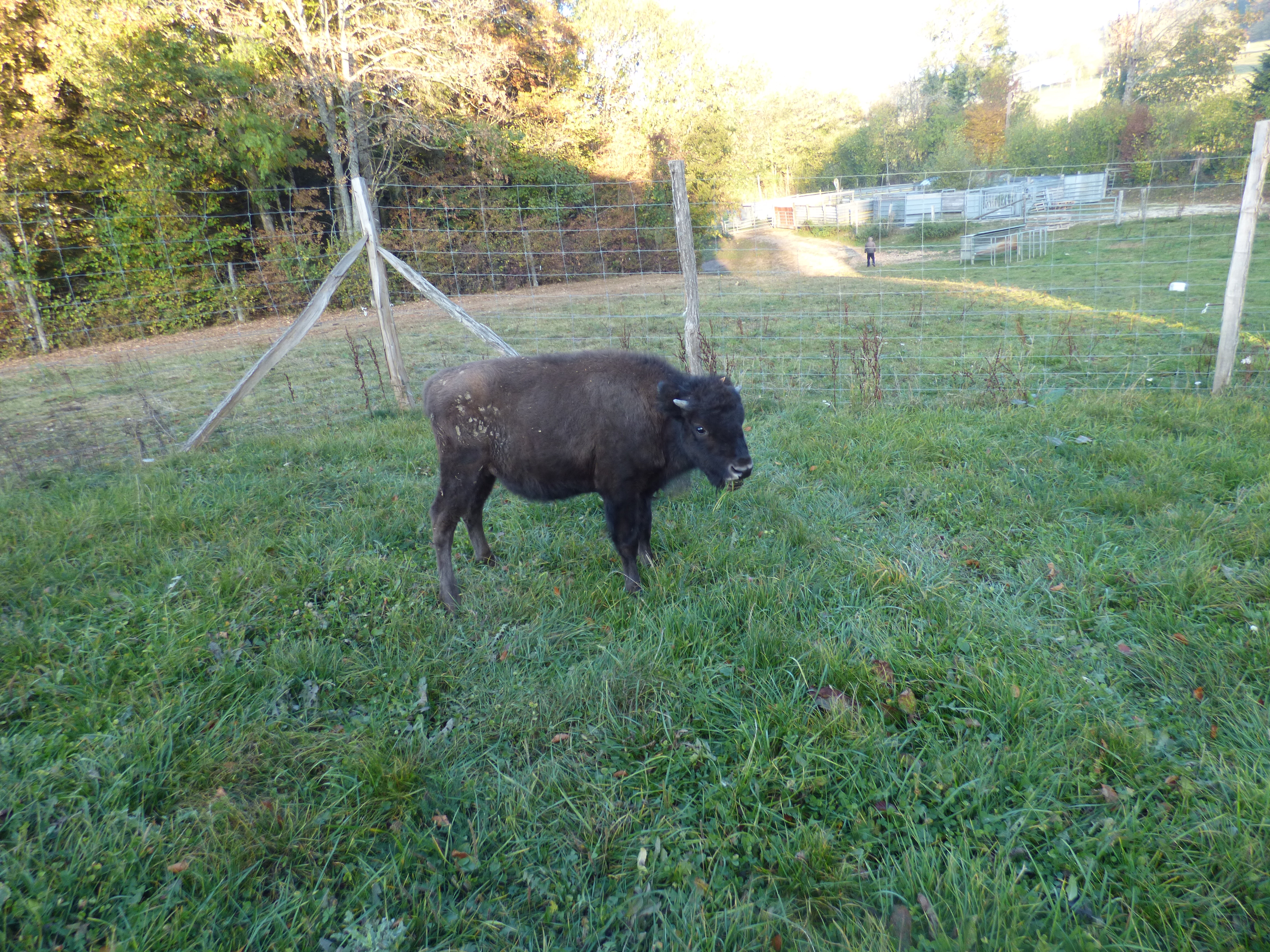 Bisons du Sachuron