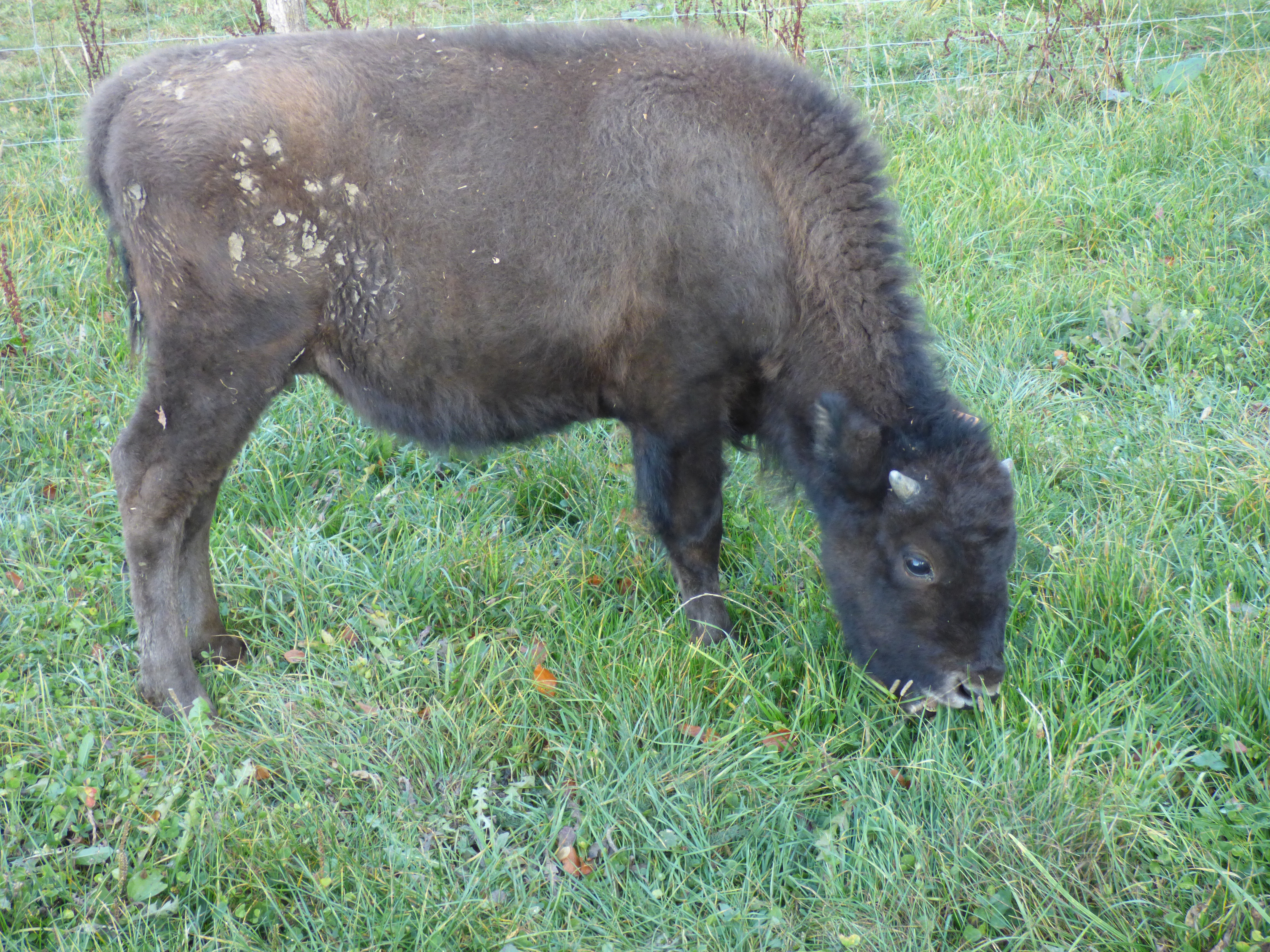 Bisons du Sachuron