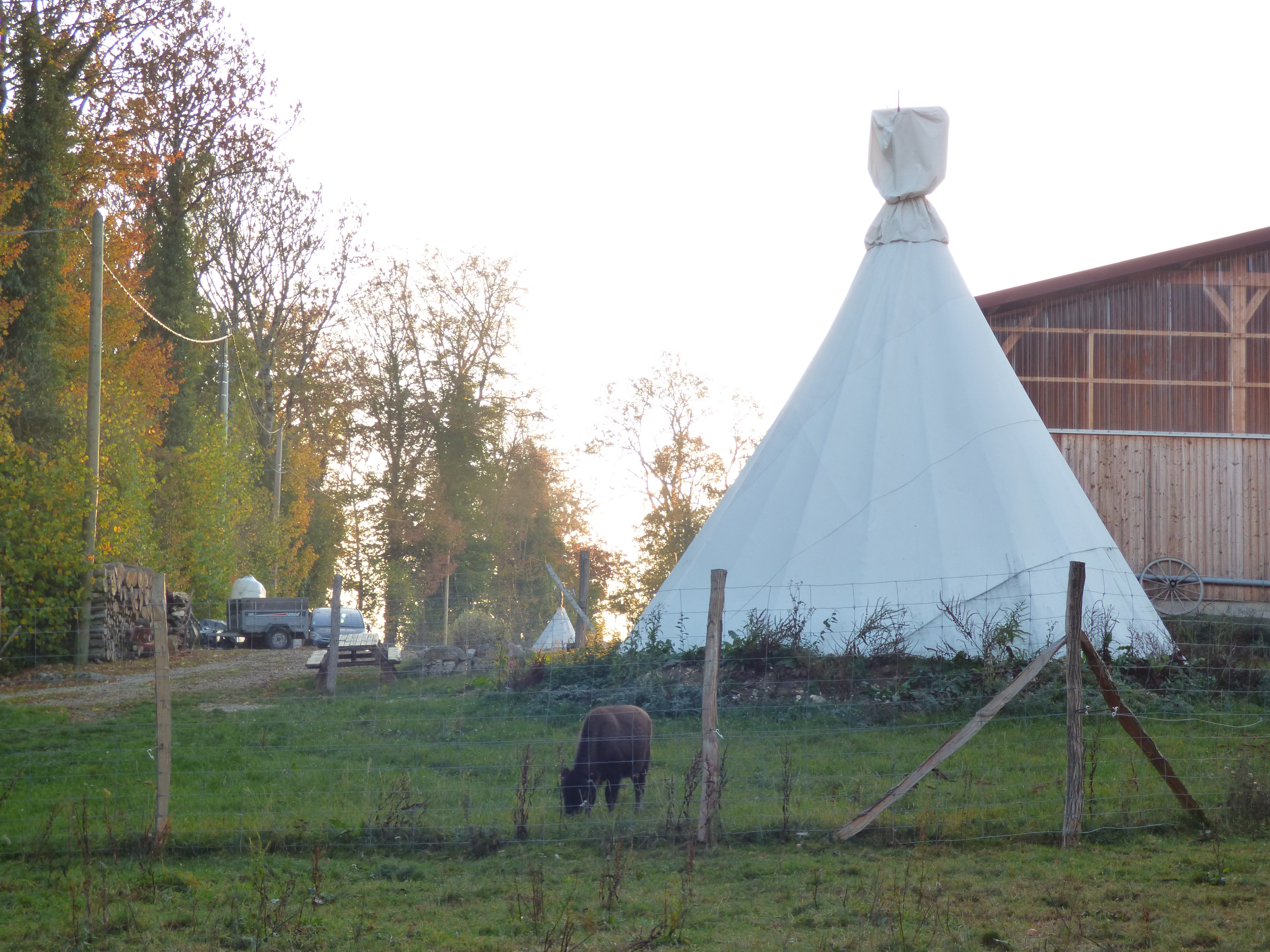 Bisons du Sachuron