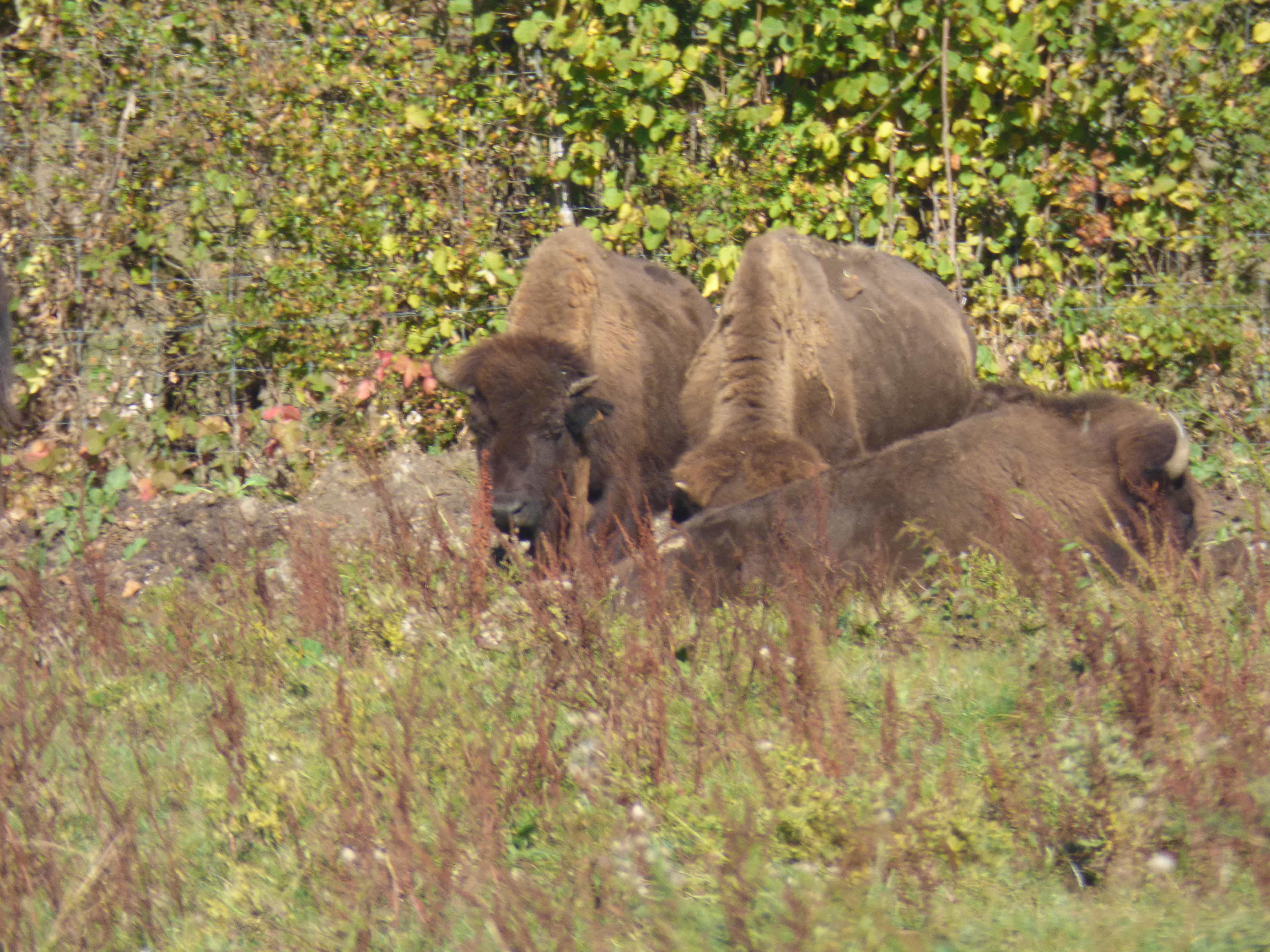 Bisons du Sachuron