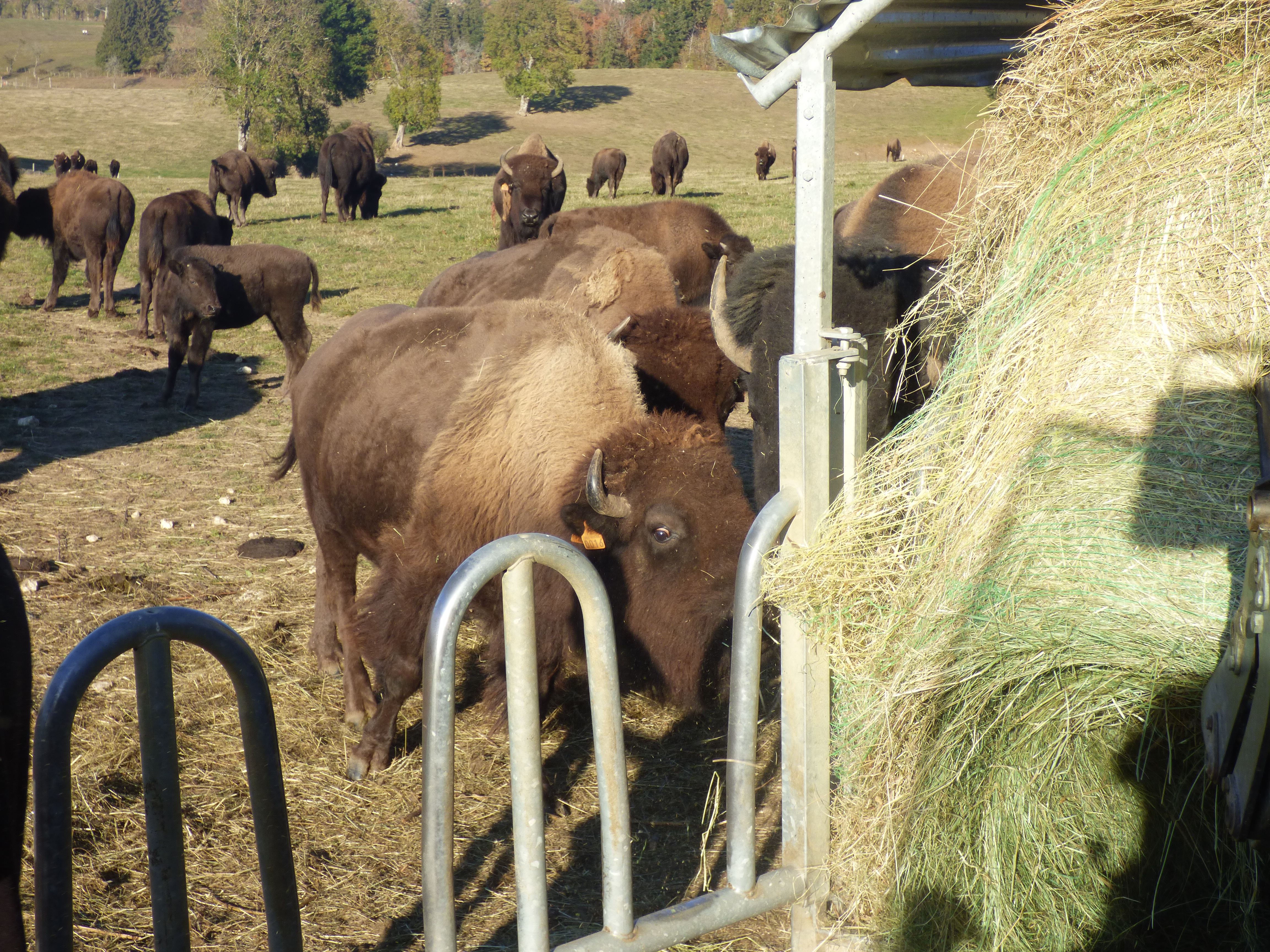 Bisons du Sachuron