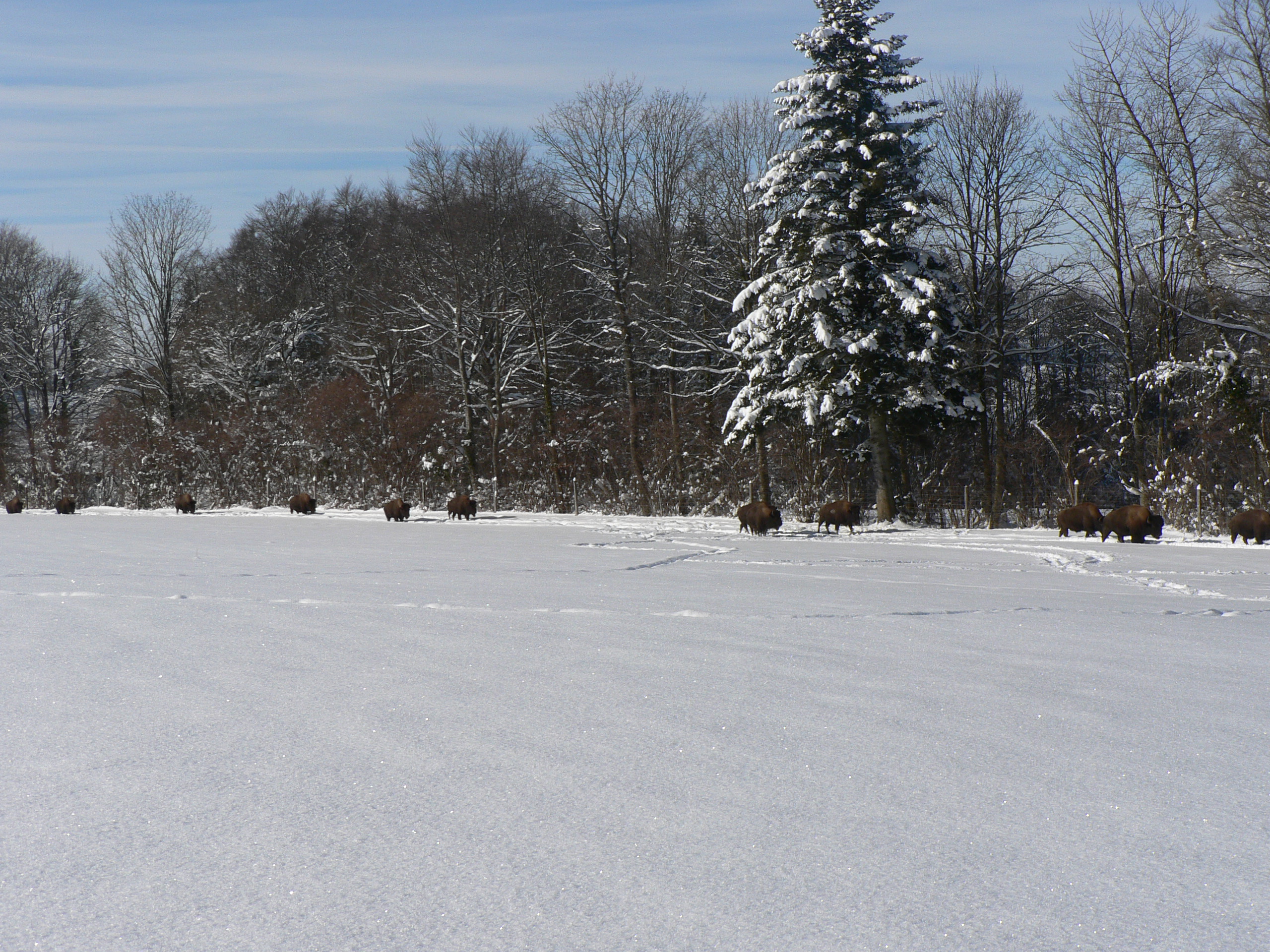 Les bisons du Sachuron sous la neige