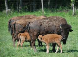 Bisonneaux de l'année