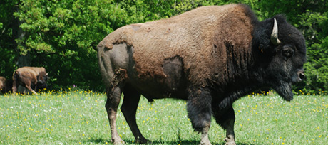 Bison